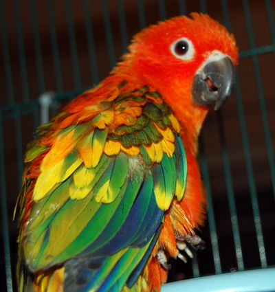Red Conure For Sale