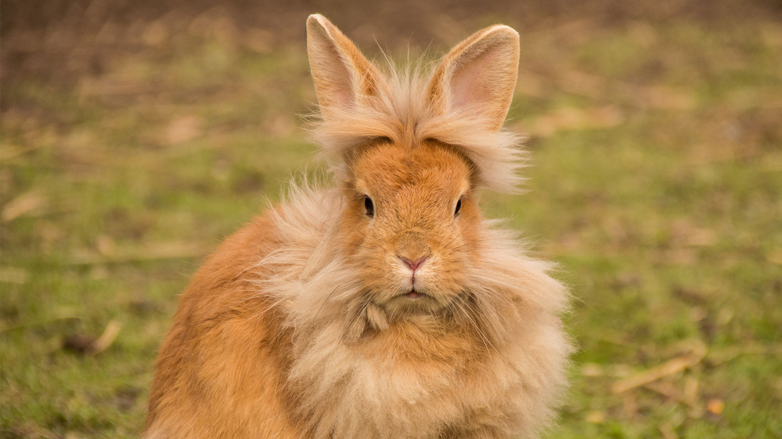 Wanted Lionhead Rabbit