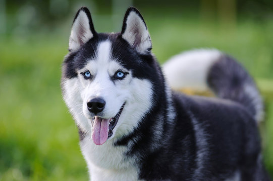 Wanted Purebreed Husky Dog