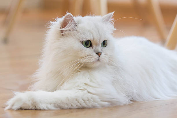 Need White Persian Cat
