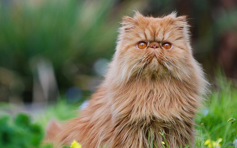 Wanted Brown Persian Cat