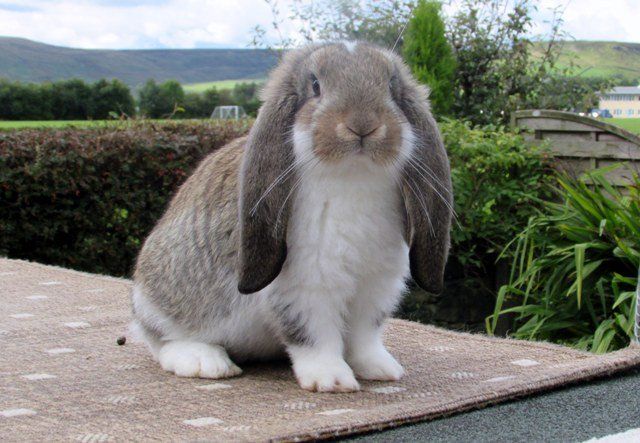 Need a French Loop Rabbit